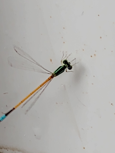Western Golden Dartlet