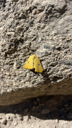 iNaturalist observation photo of Hesperumia