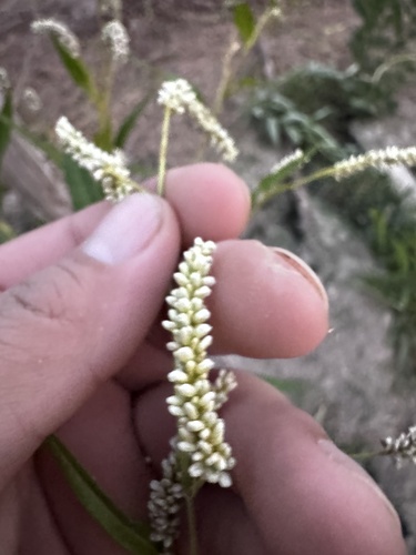 pale smartweed