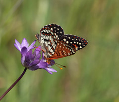 Euphydryas chalcedona chalcedona