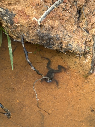 Common Eastern Froglet