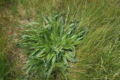 Echium italicum biebersteinii