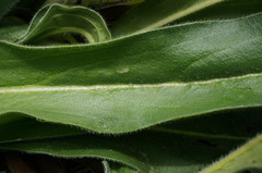 Echium italicum biebersteinii