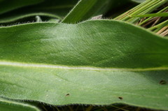 Echium italicum biebersteinii