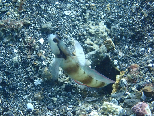 Amblyeleotris gymnocephala observed 2026-08-14