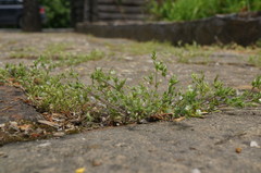 Arenaria leptoclados