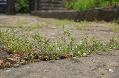 Arenaria leptoclados