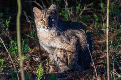 Bobcat photographed in New York