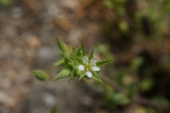 Arenaria leptoclados