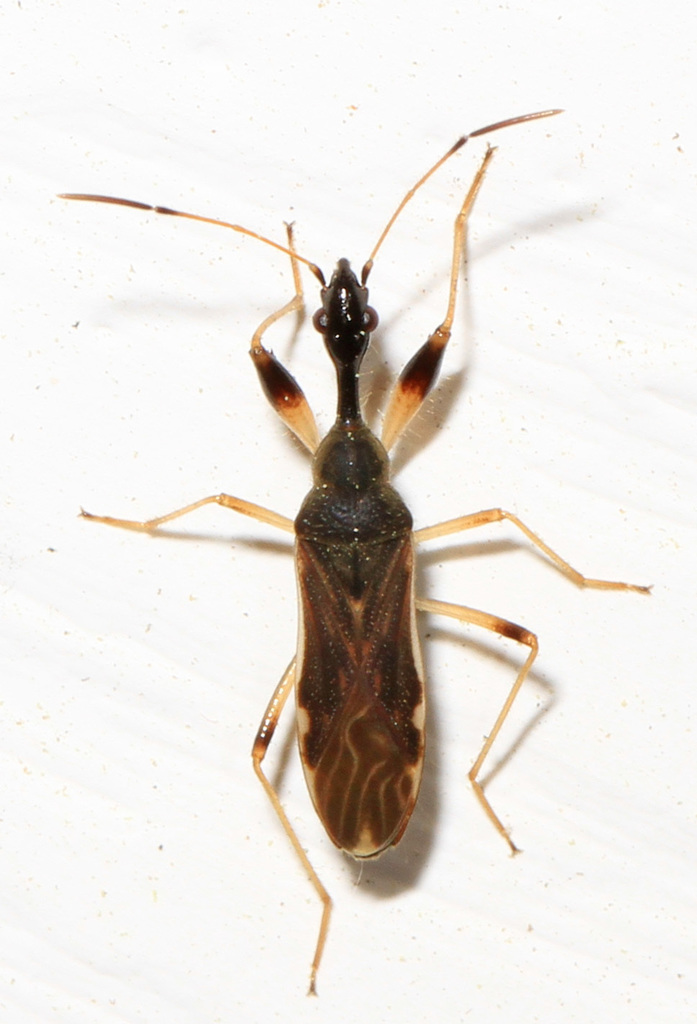 Myodochini