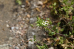 Arenaria leptoclados
