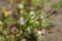 Arenaria leptoclados