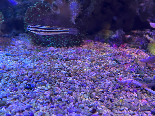 Link's goby (Amblygobius linki) — Gobiidae — 3