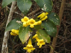 Anemopaegma chrysanthum