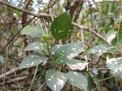 Anemopaegma chrysanthum