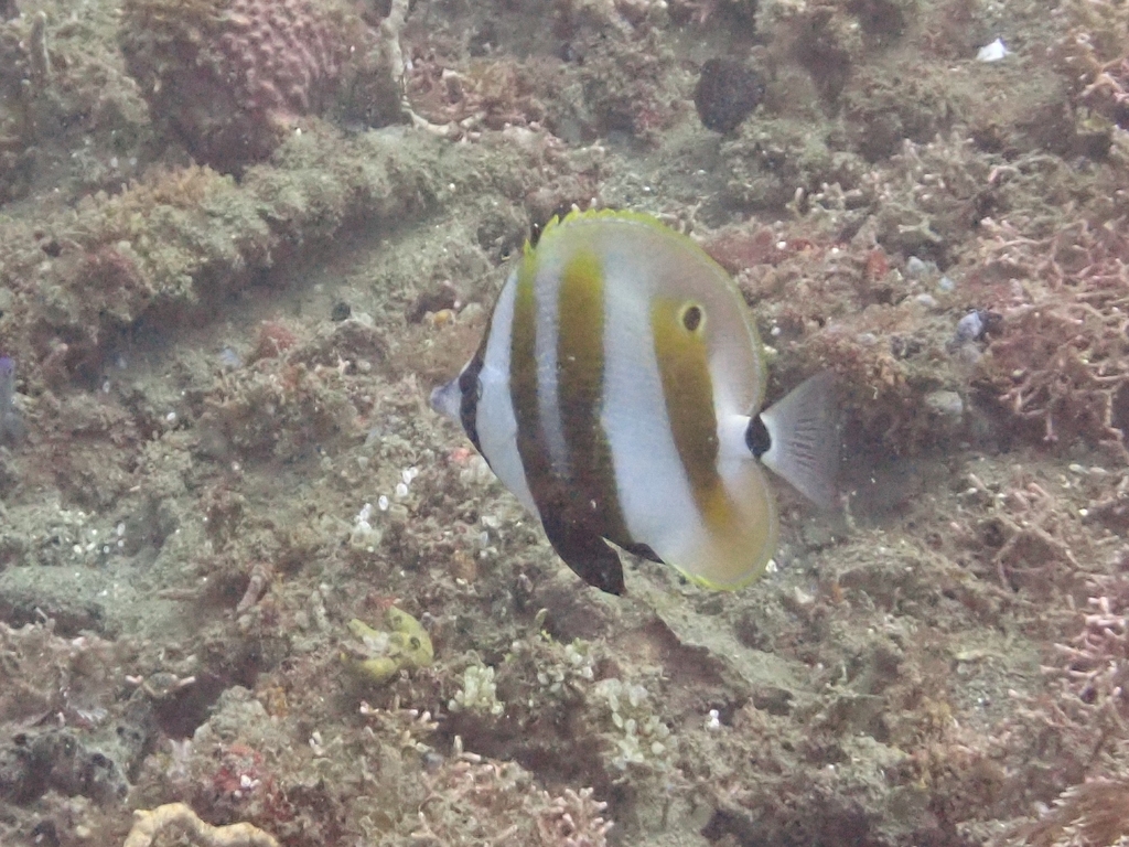 Golden-girdled Coralfish