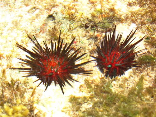 Atlantic Rock-boring Urchin, photo 4 of 10