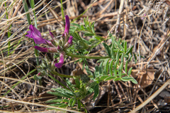 Astragalus suffruticosus