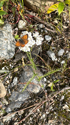 Dorcas Copper