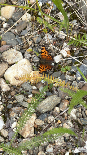 Green Comma