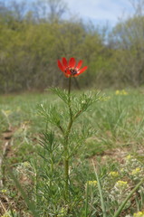 Adonis flammea