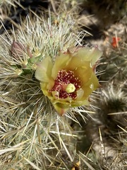 Cylindropuntia sanfelipensis