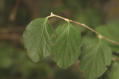 Styrax officinalis, photograph 3