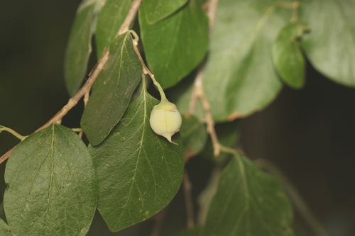 Styrax officinalis, photograph 4