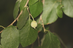 Styrax officinalis, photograph (c) Chaym Turak, some rights reserved (CC BY-SA)