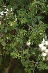 Styrax officinalis, photograph (c) Chaym Turak, some rights reserved (CC BY-SA)