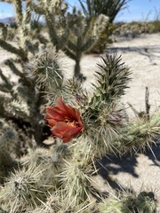 Cylindropuntia sanfelipensis