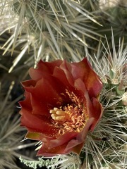 Cylindropuntia sanfelipensis