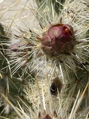 Cylindropuntia sanfelipensis