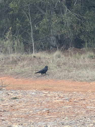 Australian Raven