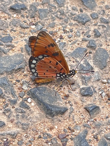 Tawny Coster