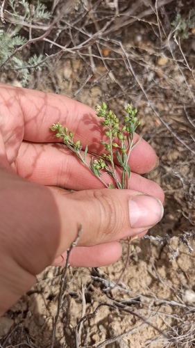 Alyssum turkestanicum, photograph 3