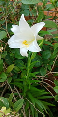 Lilium longiflorum