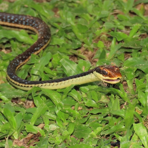 Photo of a Eastern bronzeback tree snake (Dendrelaphis proarchos)