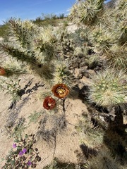 Cylindropuntia sanfelipensis