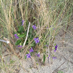 Viola canina