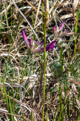 Astragalus suffruticosus
