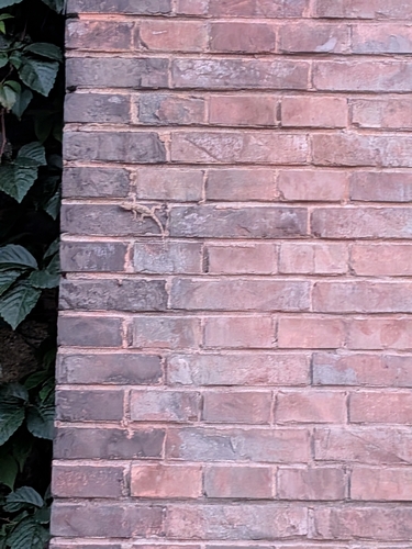 Peking Gecko