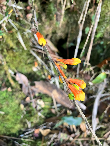 Dendrobium subclausum, photograph 4