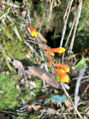 Dendrobium subclausum, photograph author not stated, no rights reserved