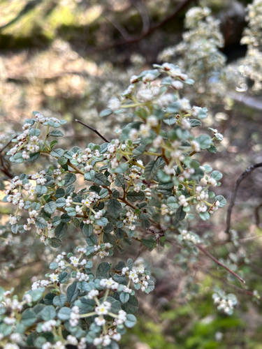 Australian dusty miller