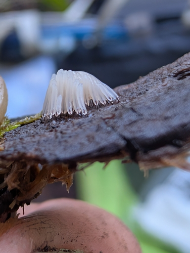 Stemonitis fusca observed 2026-08-15