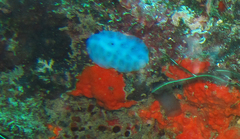 Aplousobranchia