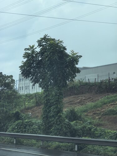 tree-of-heaven
