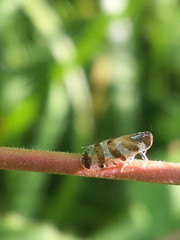 Tachycixius venustulus