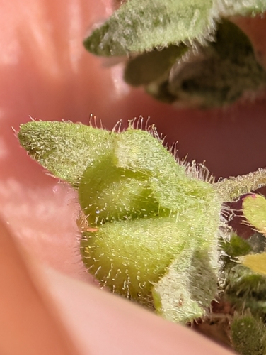Veronica agrestis, photograph 6